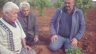 kadir yavuz karpuz dikimi