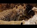 Leopard Cubs Learn to Climb | Little Big Cat | BBC Earth