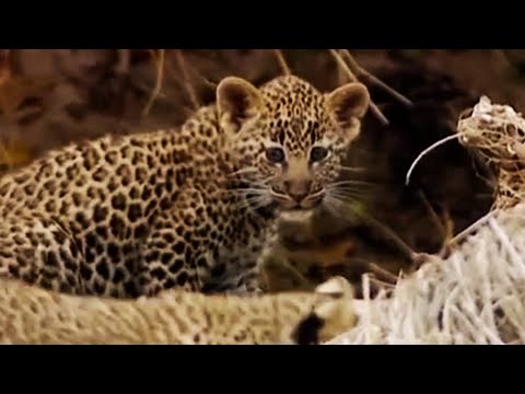 วีดีโอ: Pet Scoop: Leopard Cubs เปิดตัวครั้งแรกที่สวนสัตว์เบอร์ลิน Husky Reunites พร้อมเจ้าของ 5 ปีต่อมา