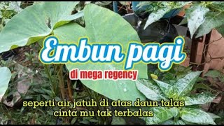 Setetes embun pagi di mega regency