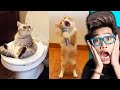 16 MENIT TINGKAH LUCU KUCING PALING GEMAS SEPANJANG MASA BIKIN KETAWA NGAKAK!