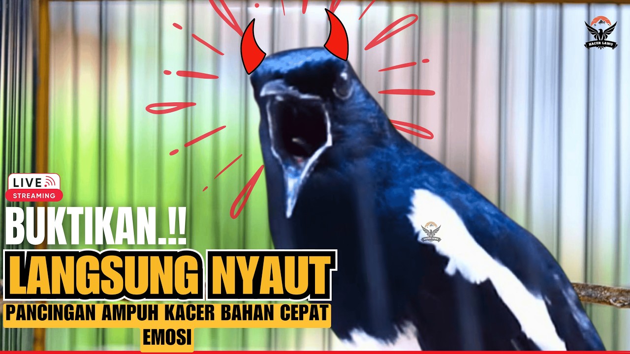 KACER GACOR JUARA 🏆 MASTERAN PALING DICARI SUARA KACER GACOR NGEPLONG, ISIAN RAPAT & POWER FULL!