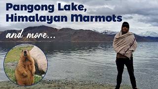 Chang La | Pangong Lake | Himalayan Marmots | Black Necked Crane