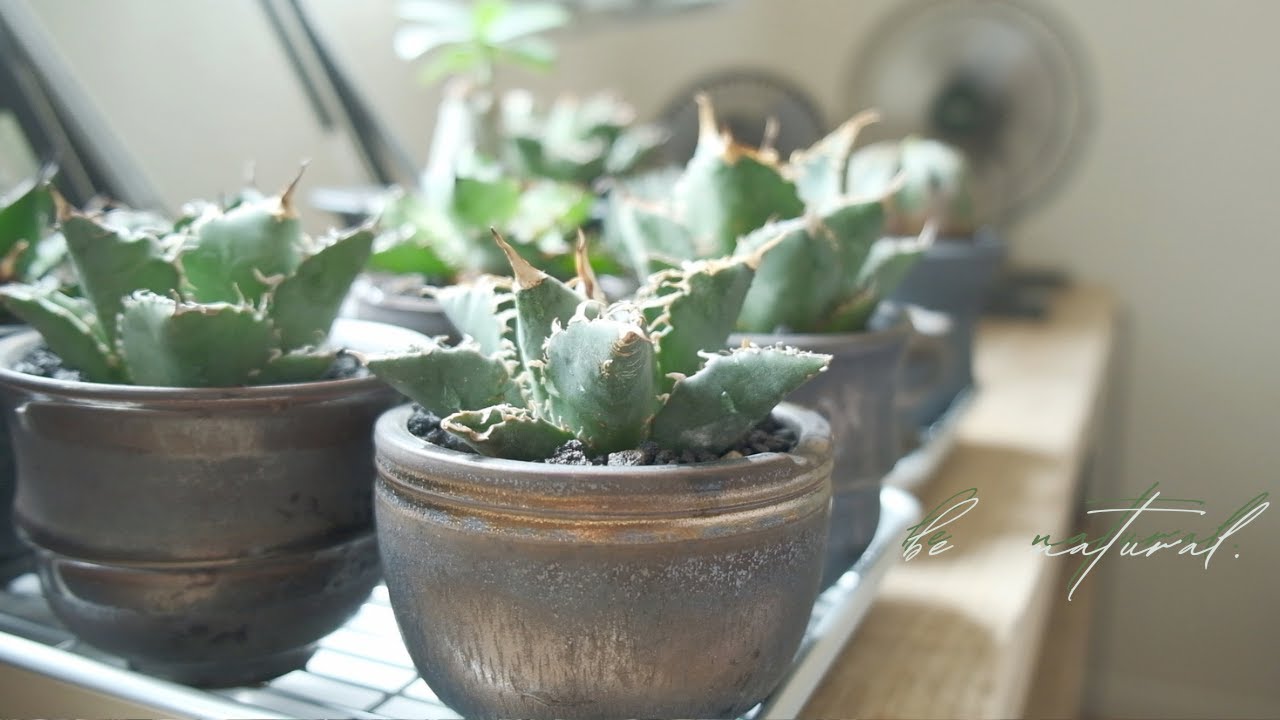 シワシワのアガベがやっと発根して🌱に張りが戻った報告【vlog】 - YouTube