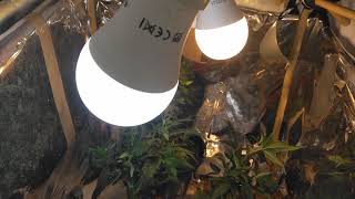 24w GROW 🌿WEED🌿