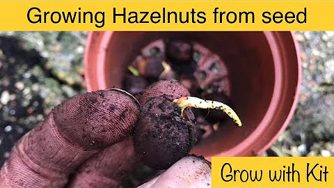 Growing Hazelnut Trees from Seed - Step-by-step guide - DayDayNews