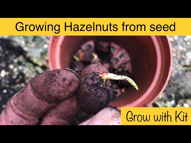 Growing Hazelnut Trees from Seed - Step-by-step guide class=