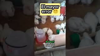 ? Cuidado con el mayor error en los pollos de Engorde ✍? pollosdeengorde shorts