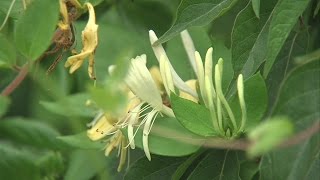 Celebrity Honeysuckle isn't so sweet; learn about the invasive plant Wealth