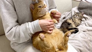 やはり避けることはできなかった兄猫と、それを見て不憫に思う弟猫。