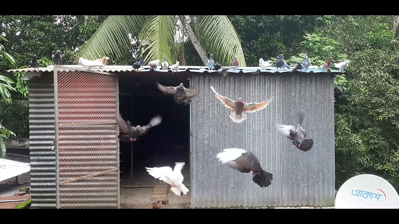 আমাদের কবুতর খামার থেকে।