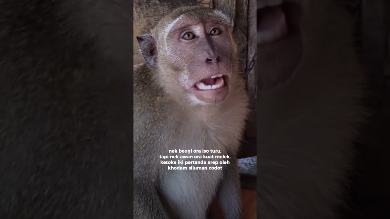 Ekspresi lu kalau ngantuk