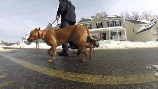 AMAZING Transformation! 2 Year Old Rottweiler Mix (Ramius) NOVA Dog Training