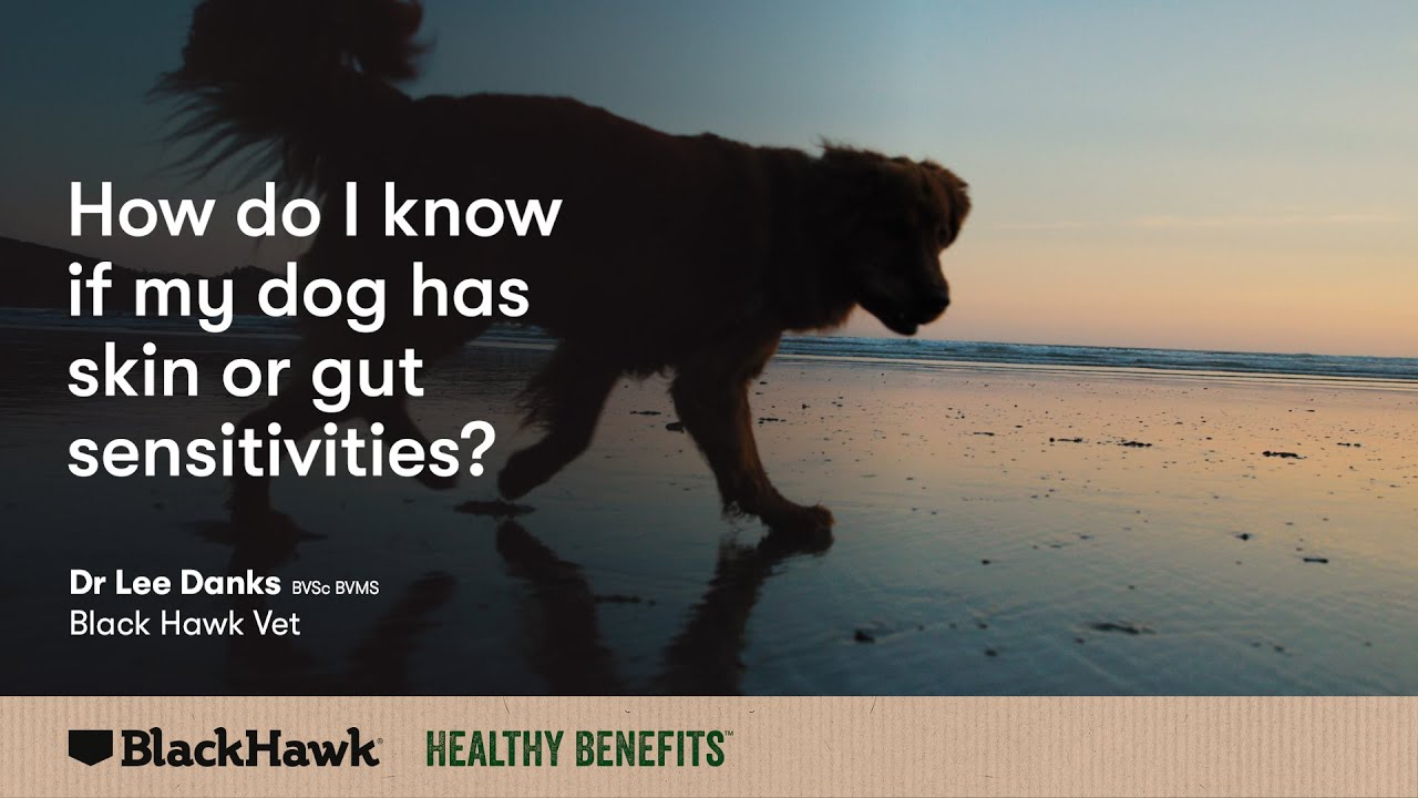 Checking your dog for skin sensitivities