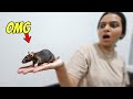 CAUGHT RAT IN OUR HOUSE