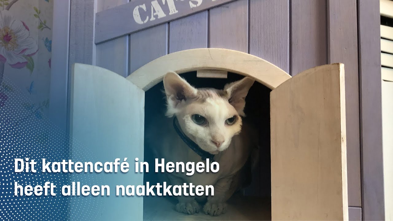 Een kattencafé met alleen  kale katten: 