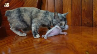 Mom Cat Carry Kitten By Mouth by Short Tail Kitten TV 361 views 7 days ago 35 seconds