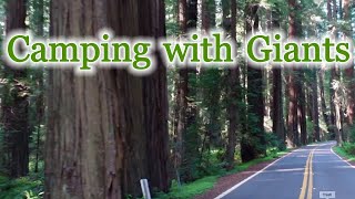 Camping with Ancient Redwoods & Looking for Big Foot