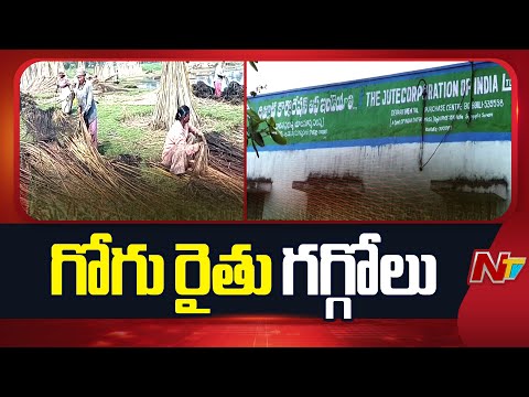 Vijayanagaram: విజయనగరం జిల్లాలో తగ్గిన గోగు పంట సాగు విస్తీర్ణం | NTV Telugu - NTVTELUGU