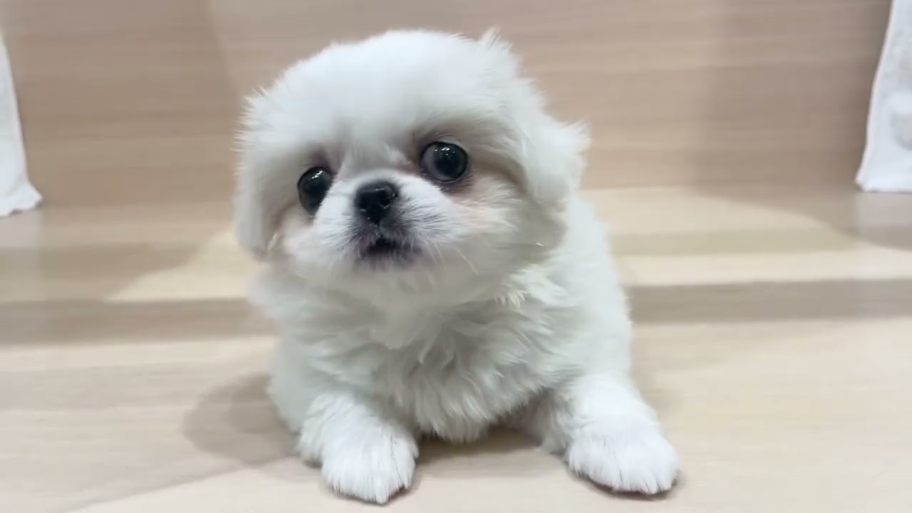 ペキニーズ - 子犬や子猫たちのペット販売情報が満載「ペット