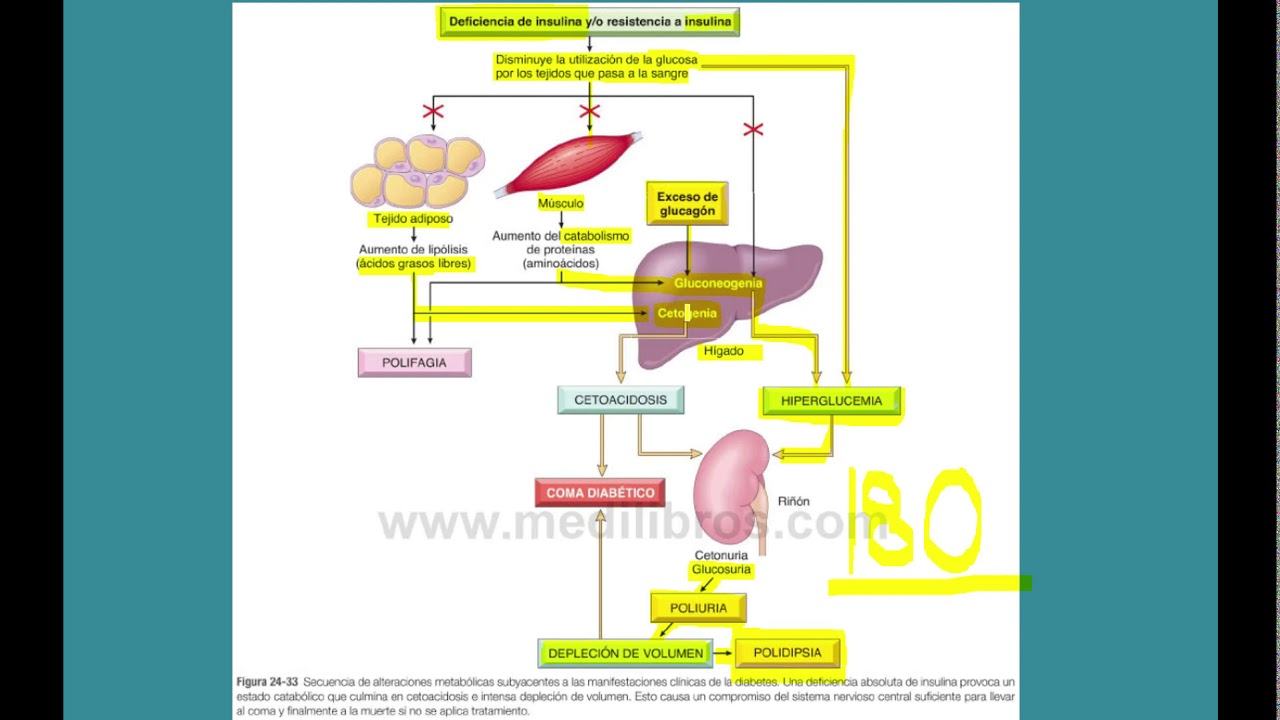 diabetes mellitus gestacional fisiopatologia)