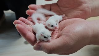 ⚠심장폭격 주의!! 새로운 겨울잠쥐들이 수십마리가 태어났어요..!