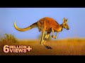 कांगारू रेगिस्तानमें ही क्यूँ पाये जाते है | Reality Of Kangaroos