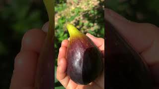 I Harvested 2 Organic Fruits For My Brother I Hope He Likes Them