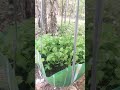 Shorts#FarmingShorts#ViralVideo#KrishiMalayalam#TipsAndTricks