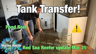 Red Sea Reefer Tank Transfer, Silicone failing!