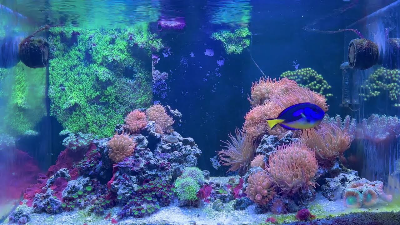 Успокаивающий морской аквариум – спокойная музыка для сна, учебы и снятия стресса (25 мин)