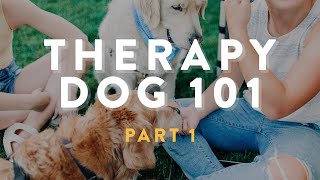 Therapy Dog 101: Part 1 // Introduction
