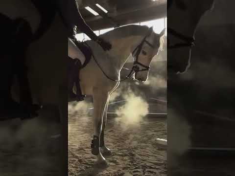 من غيرك من هو الي غرك ما تبتسم محمد البريكي حالة واتس خيل