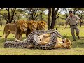 Man Finds Giant Python Attacking Pregnant Lioness You Won T Believe The Lions Response mp3