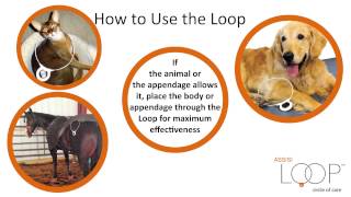 How to Use the Assisi Loop