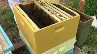 Transferring from swarm box to new hive