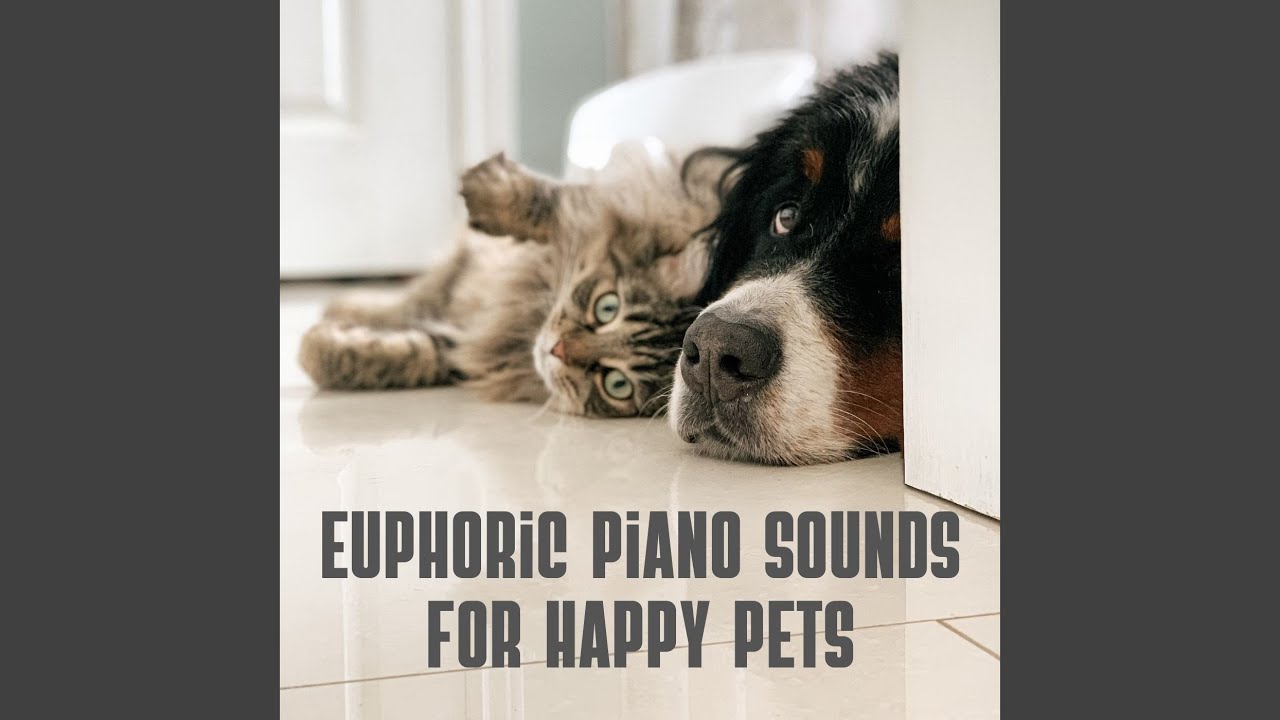 Playful Serenade for Pets