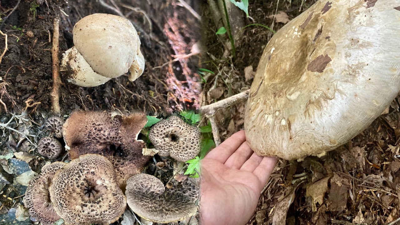 コウタケ探してたら巨大キノコと出逢ったんです(遠い目)【ホンシメジ・天然なめこ・オオモミタケ】