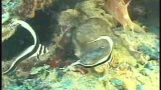 JAGUAR REEF LODGE - BELIZE