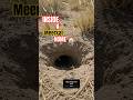Whats inside a Meerkat home? #Shorts #Ytshorts #animals #wildlife #cute