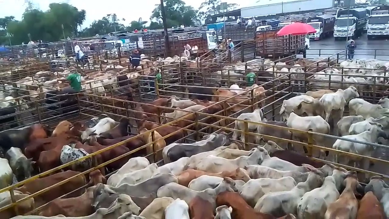 Feria de ganado Santo Domingo de los Tsáchilas