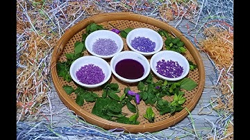 Thêm cách lấy màu từ lá cẩm tím đẹp/ How to get color from beautiful purple leaf