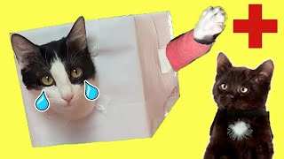 Mis gatos graciosos Luna y Estrella escondidas en casa no quieren ir al doctor / Videos de gatitos
