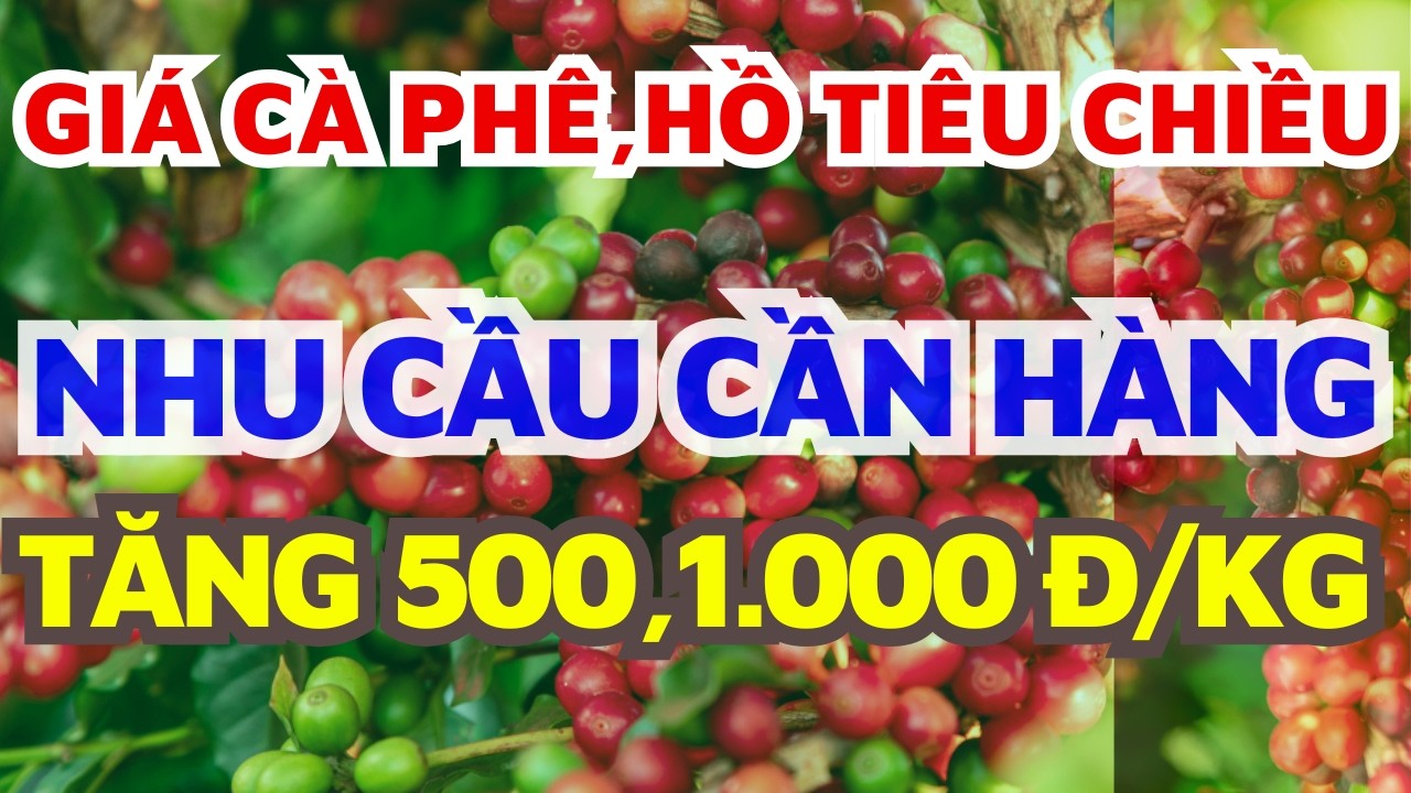 Giá cà phê chiều tăng cần hàng/Giá hồ tiêu hôm nay