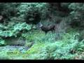 Deer Hunting - Sika - Hidden Camera footage