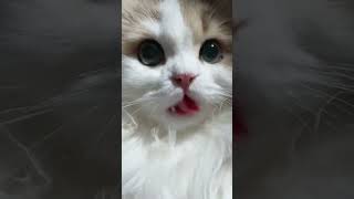 Kitten meowing attract cats Cat sound Cat Voice Cat videos Cats Kitten#cat #voice #viral