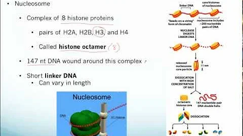 Chromatin, Nucleosomes, and Epigenetic Inheritance