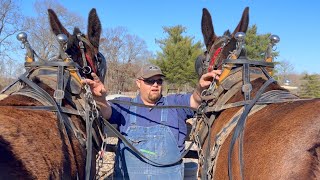 Letโs throw the mules work clothes on right quick!! #080
