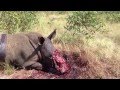 Rhino poaching shocks  lowvelder