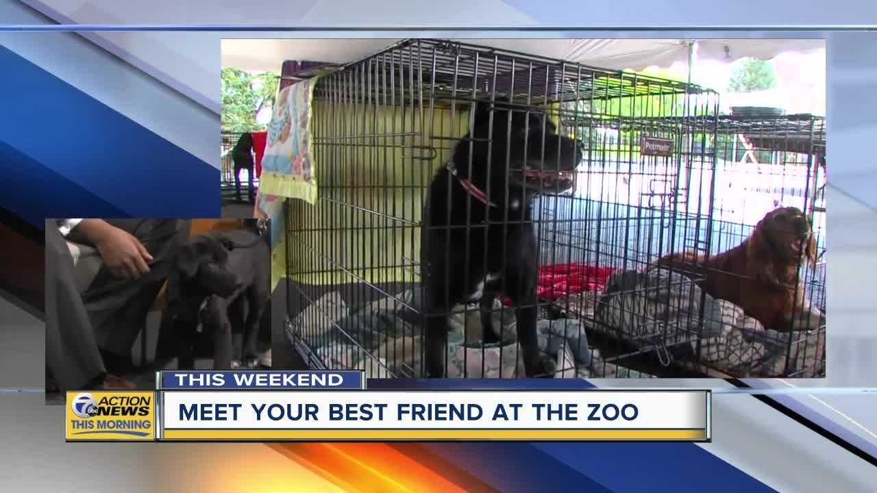 your best friend kennel